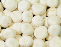White 'button' mushrooms